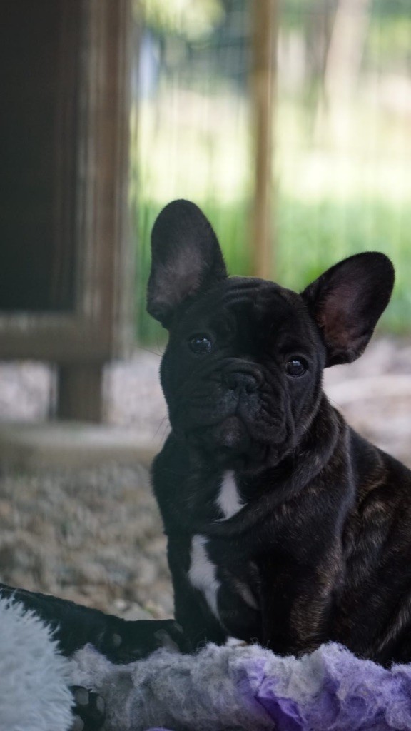Hero's Heart - Chiots disponibles - Bouledogue français
