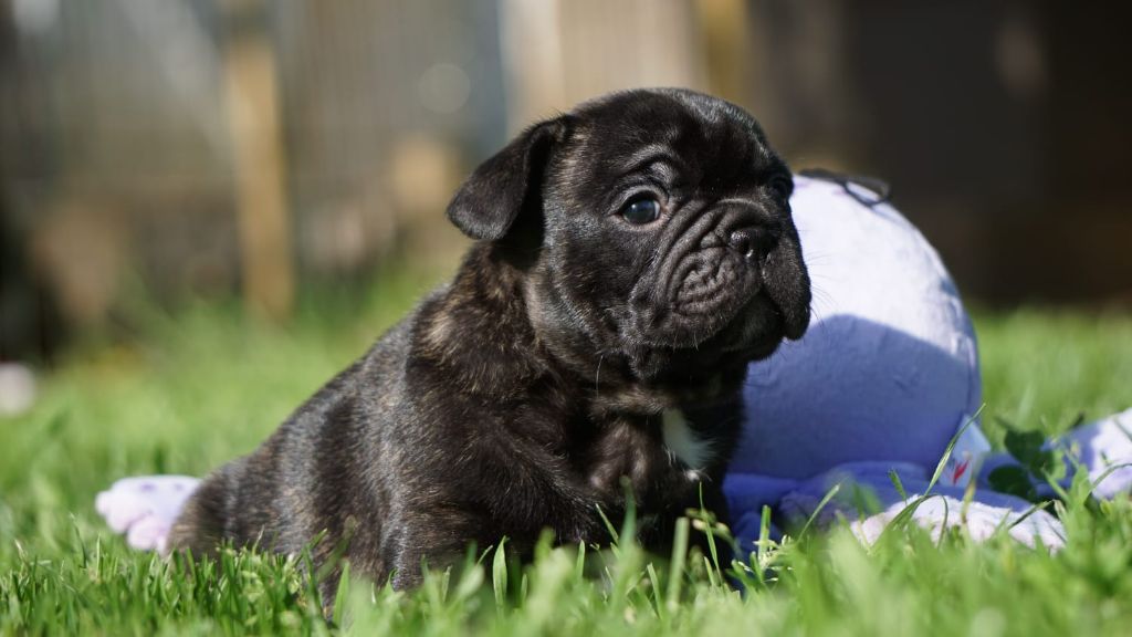Hero's Heart - Chiots disponibles - Bouledogue français