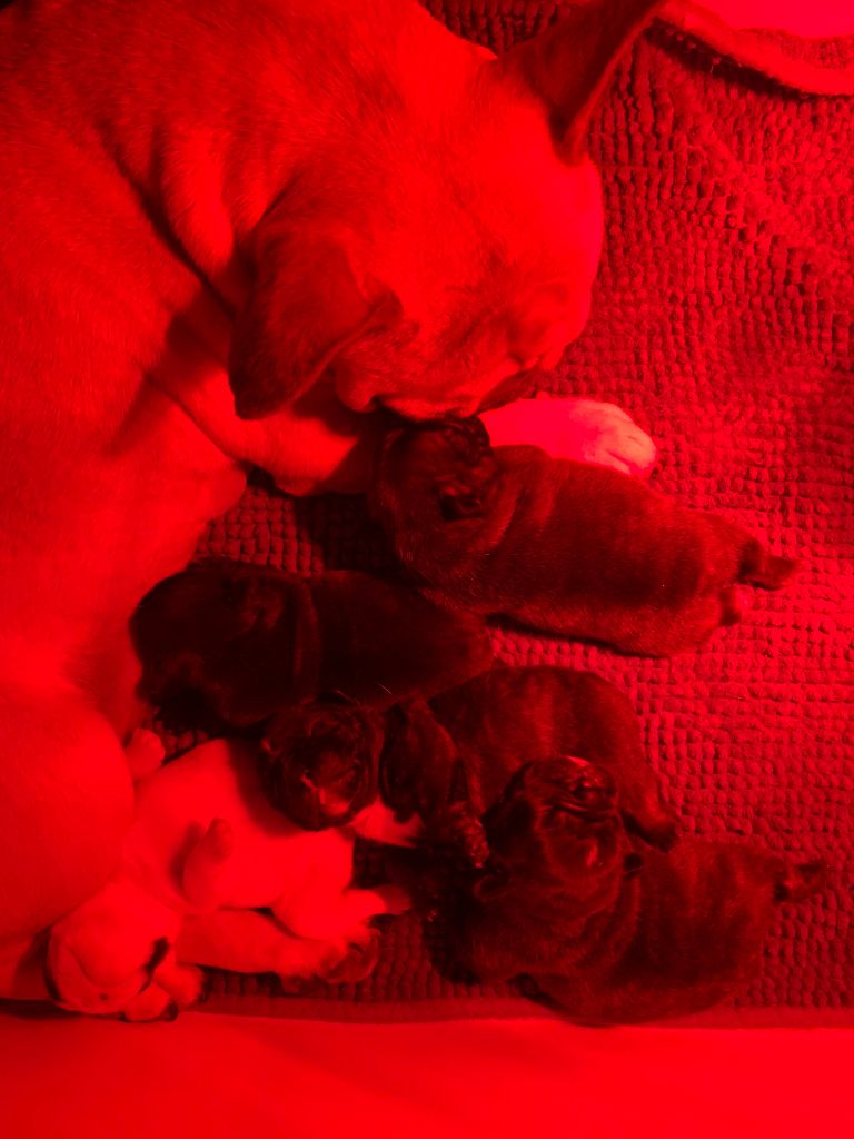 Chiot Bouledogue français Hero's Heart