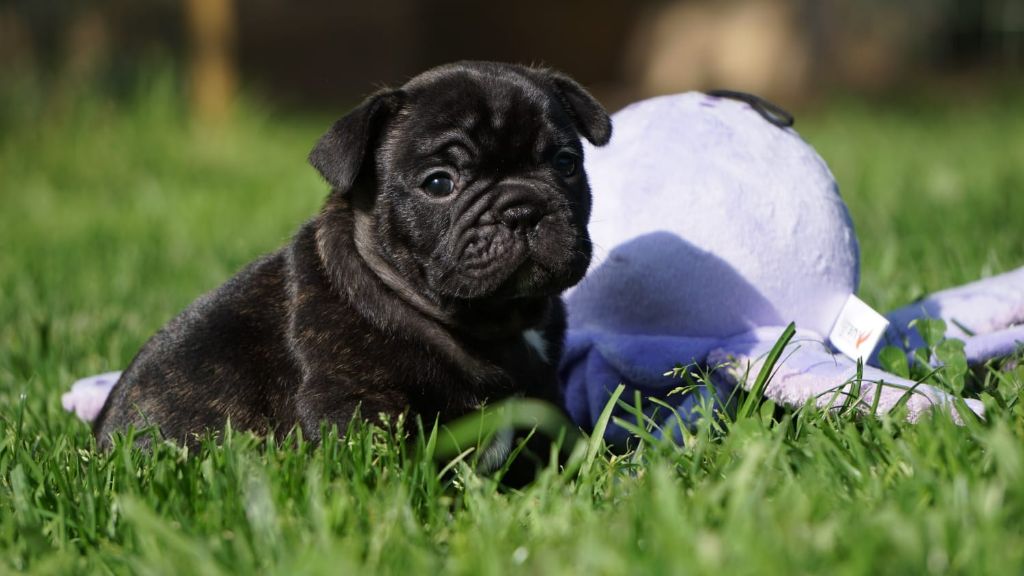 Hero's Heart - Chiots disponibles - Bouledogue français