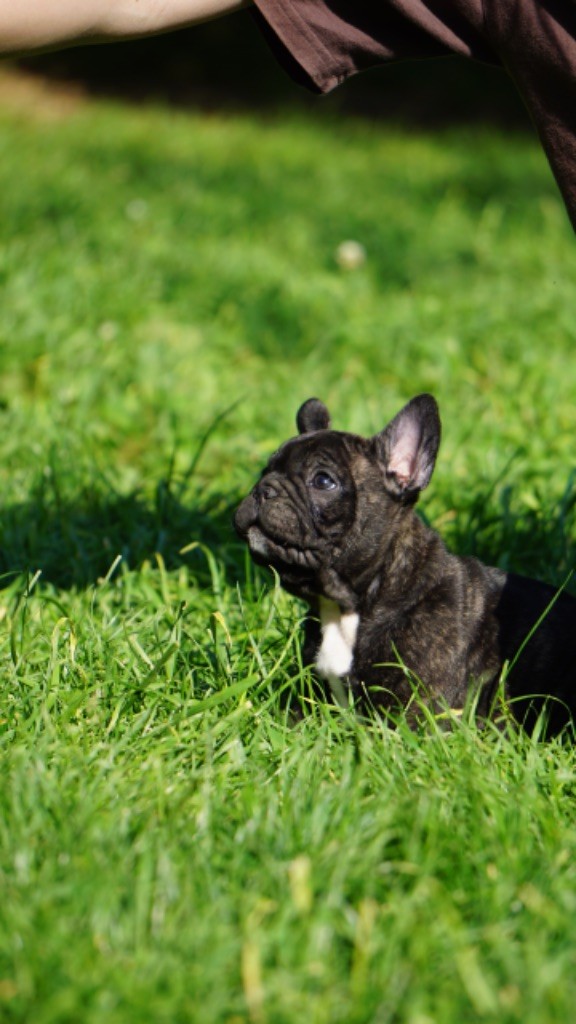 Hero's Heart - Chiots disponibles - Bouledogue français